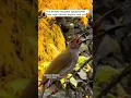 Download Lagu Nature’s Singer: Streaky-Breasted Spiderhunter - Masteran Pijantung Gunung - burung pijantung gacor