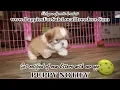 SHIH TZU PUPPIES FOR SALE GEORGIA LOCAL BREEDERS GWINNETT COUNTY GA