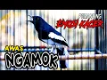 Download Lagu KACER NEMBAK NGEROL, PEMANCING EMOSI KACER LAIN AGAR NGAMOK