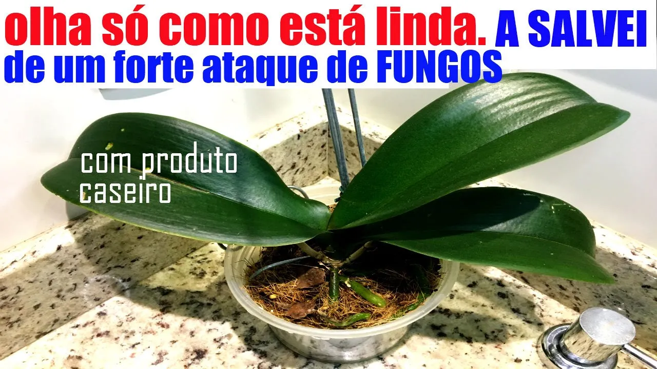 COMO ACABAR COM FUNGOS NAS ORQUÍDEAS