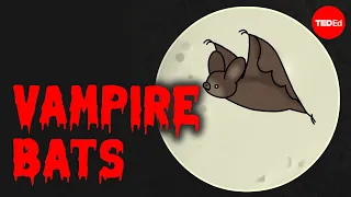 Are vampire bats dangerous - Imran Razik