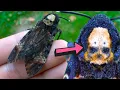 Death s-head hawkmoth - SKULL MARKING