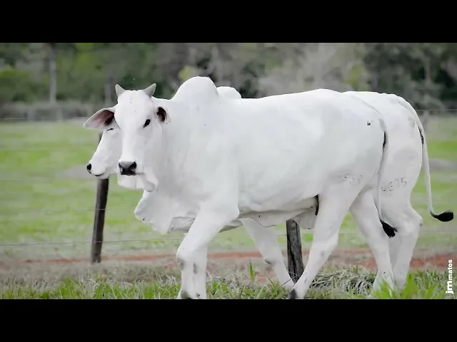 2 Novilhas Nelore P.O.