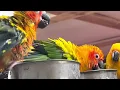 Sun conure taking bath