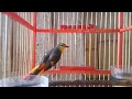 Download Lagu Mantenan sepah tulin, efektif untuk memancing bunyi semua jenis burung mantenan