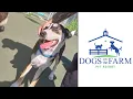Playtime at Dogs On The Farm Pet Resort