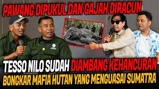 HUTAN DIBABAT HABIS‼️ GAJAH DIR4CUN‼️ TESSO NILO H4NCUR‼️PANJI : UDAH SAATNYA KITA CARI MAFIANYA