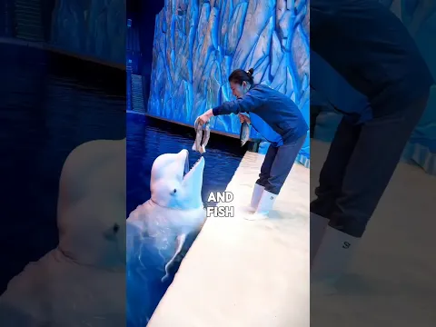 Beluga Whale Refused to Let Her Leave! 😂🐋 #shorts