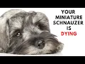 10 Warning Signs Your Miniature Schnauzer Is Dying