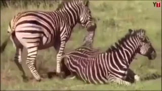 الفكر يا انسان لو أطلقته    متأملا في قدرة الرحمن     ياإلهي ما أعظمك دندنها