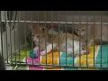 Indianapolis Animal Care Services host Lucky Tails adoption event