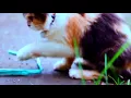 Download Lagu kucing Cinematic