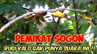 Download Suara Pikat Sogon Betina Ribut Kombinasi Prenjak Kepala Merah Kejepit MP3