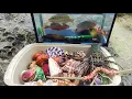 Lagu Find ornamental fish in the sea, nemo fish, large hermit crabs, native lobsters, snails, snails