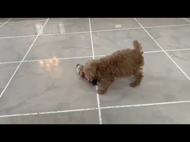 動画