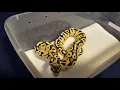 Firefly Ball Python Amazing colors