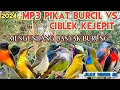 Download Lagu MP3 Pikat Burcil Sogon, Kemade, Korlap, Ciblek Kejepit Ampuh Mengundang Banyak Burung