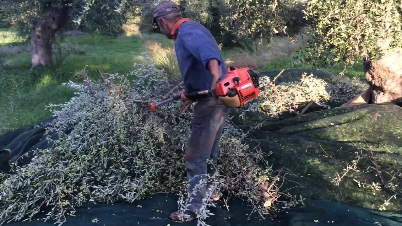 Greek Extra Virgin Olive Oil - Harvesting the olives from the trees (Part 3)   Ken Panagopoulos