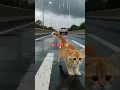Download Lagu kucing yang di buang pemilik nya😥🥺#cat #cutecat #fypシ゚viral