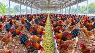 How to Prepare Sprouted Seeds as Feed for Laying Hens