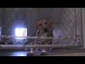 Animal Shelter Security