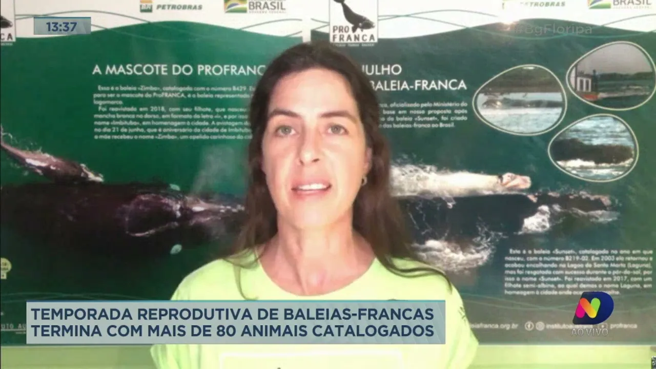 Temporada reprodutiva de baleias-francas termina com mais de 80 animais catalogados