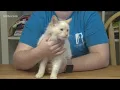 Paws for Pets Corpus Christi Jan 30th