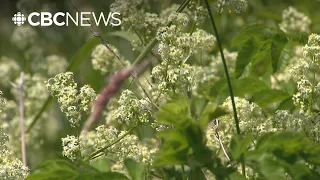 Delayed pollen season hits allergy sufferers hard