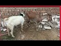 Goat Breeding Process Explained Educational Animal