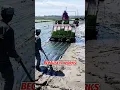 Download Lagu The Genius Behind Farming Rice with Plastic Sheets in China #virals #fypシviralシ2024 #fypシ