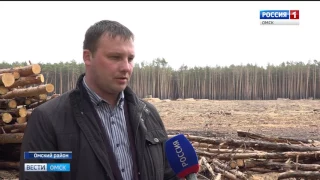 В курортной зоне Чернолучья спилили вековые сосны