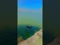 Download Lagu Meri aakh reve lal||swimming jump #jump #swimming #swim #sports #sport #desi #village #vn