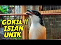 Download Lagu Suara Masteran Cendet Unik Anak, Induk Ayam Burung Cendet Gacor Cocok Untuk Masteran