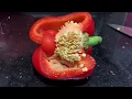 OMG PREGNANT Red Bell Sweet Pepper Symbiotic TWIN INSIDE
