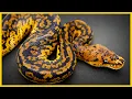 The Super Kosmos Ball Python