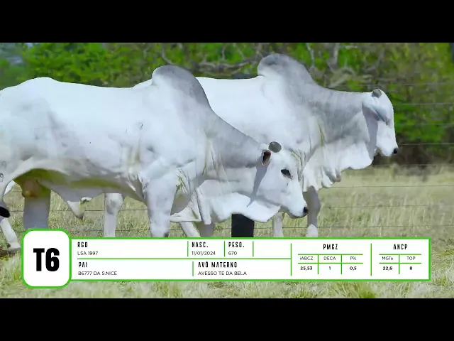 4 Touros Nelore P.O.