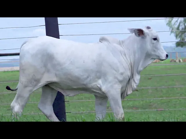 Novilha Nelore SHFA - 429