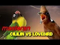 Download Lagu MASTERAN   CILILIN VS LOVEBIRD !! durasi 1 jam bagus buat master murai batu  kacer