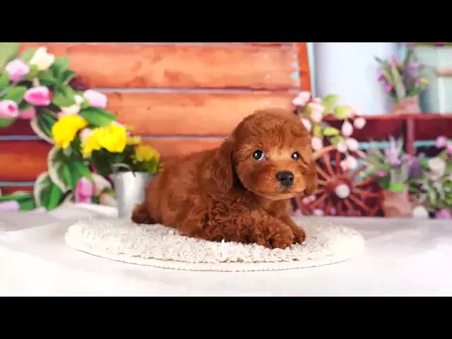 動画