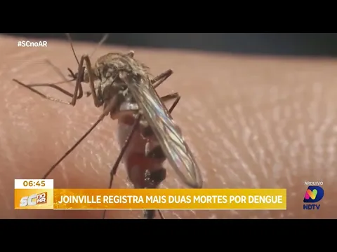 Casos de dengue aumentam na Região Norte: Joinville registra mais duas mortes