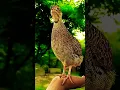 Download Lagu Quail Beautiful Voice 😍 | Birds and Nature
