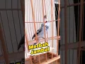 Download Lagu Merbah Jambul, Kutilang Malaysia Unik #merbahjambul #kutilangmalaysia