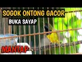 Lagu Sogok ontong gacor dor BUKA SAYAP SUARA JERNIH