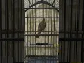 Download Lagu Burung Kapas tembak gacor di malam hari #shorts