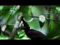 Download Lagu KICAU BURUNG CILILIN GACOR DI ALAM LIAR | SUARA CILILIN DI ALAM LIAR COCOK BUAT MASTERAN | CLEOSCAPE