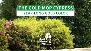 YouTube Video Banner of Gold Mop Cypress