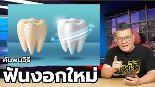 การทดลองยาฟันงอกใหม่ในมนุษย์มีขั้นตอนอย่างไรบ้าง