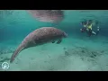 Why is it illegal to pet a manatee