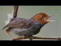Download Lagu BURUNG PRENJAK TAMU GACOR COCOK UNTUK MEMANCING BUNYI BURUNG LAIN..