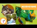 What are ecosystems Types of Ecosystems for Kids